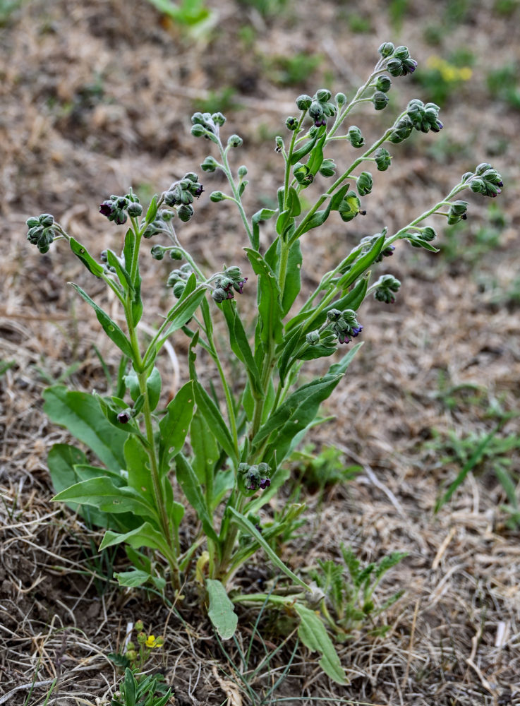 Изображение особи Cynoglossum officinale.