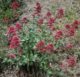 Centranthus subspecies sibthorpii