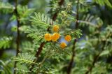 Vachellia nilotica