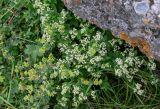 Galium rubioides. Цветущие растения в сообществе с Alchemilla. Ингушетия, Джейрахский р-н, перевал Цей-Лоам, ≈ 2200 м н.у.м., луговой склон, у подножия скалы. 24.07.2022.