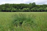 Carex schmidtii