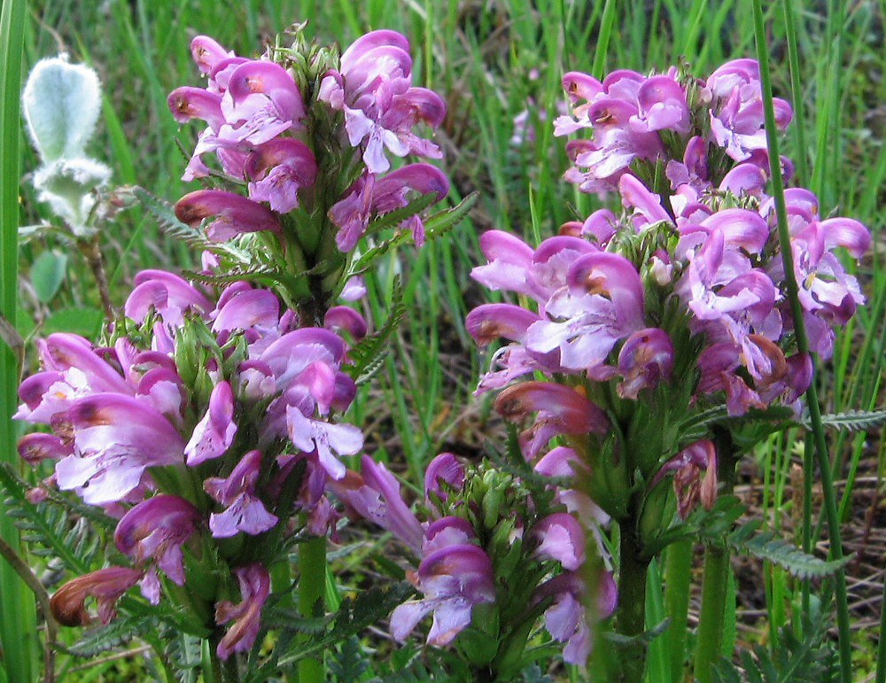 Image of Pedicularis sudetica ssp. arctoeuropaea specimen.