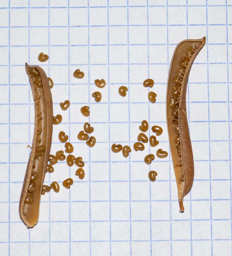 Image of Crotalaria pallida specimen.