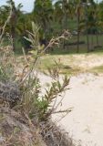 Oenothera stricta. Побеги с созревающими плодами и соплодие со вскрывшимися плодами. Чили, обл. Valparaiso, провинция Isla de Pascua, северо-восточная часть острова, бухта Anakena, закреплённые дюны. 09.03.2023.