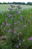 Centaurea stoebe