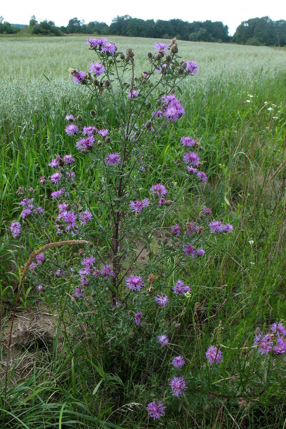Изображение особи Centaurea stoebe.