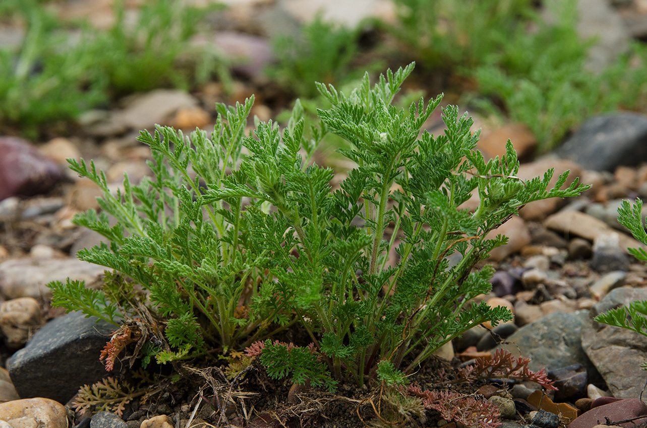 Изображение особи семейство Asteraceae.