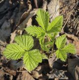 Rubus saxatilis