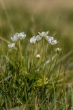 Parnassia palustris. Цветущие растения. Кабардино-Балкария, Эльбрусский р-н, долина р. Ирик, субальпийский луг, у ручья. 20.08.2023.