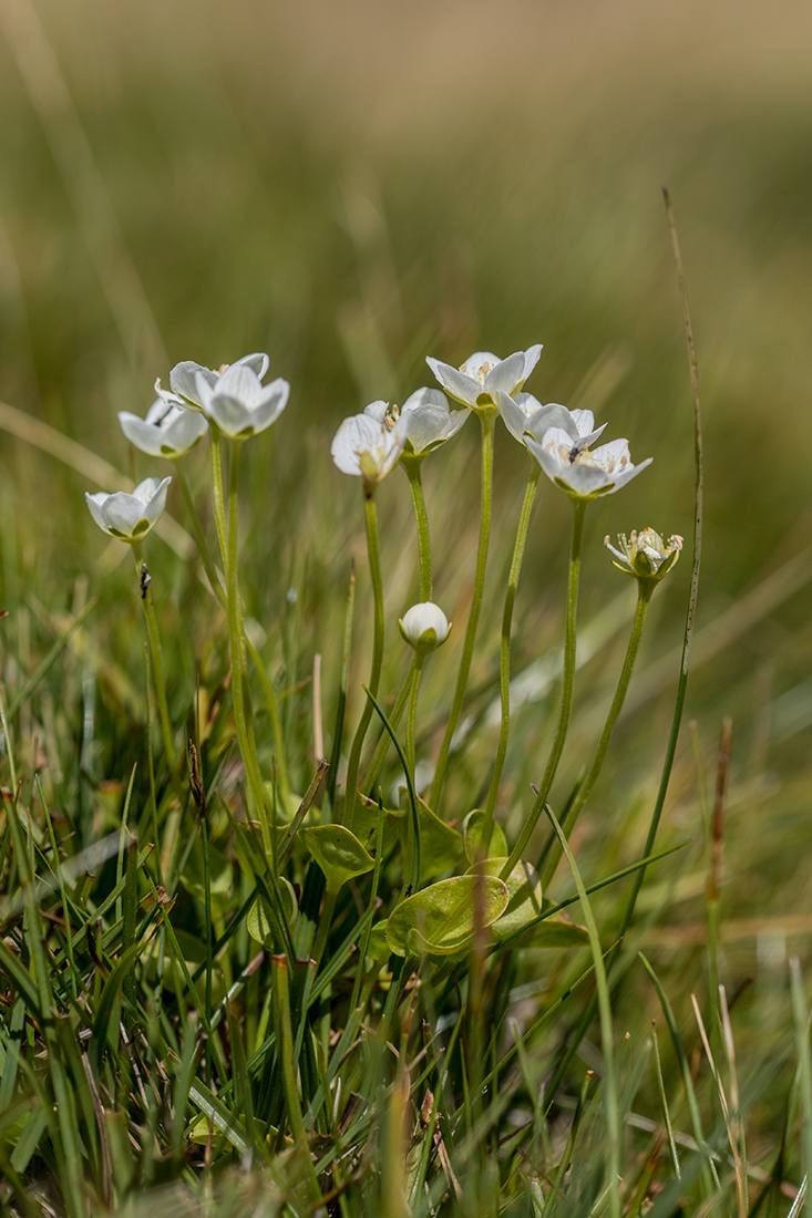 Изображение особи Parnassia palustris.