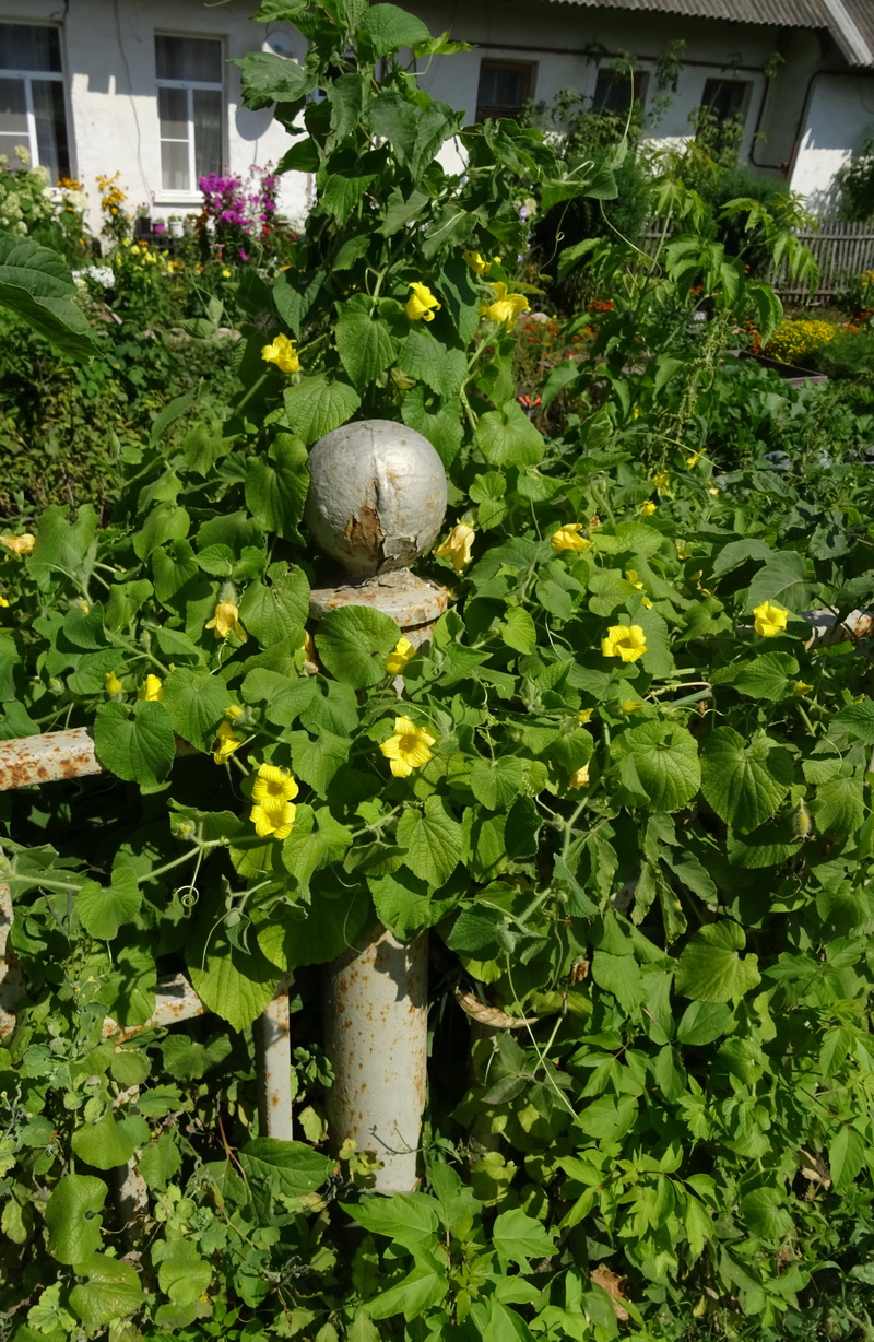 Изображение особи Thladiantha dubia.