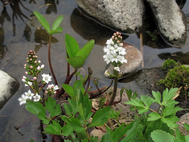 Image of Menyanthes trifoliata specimen.