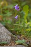 Campanula collina. Цветущее растение с мухой и личинкой кузнечика на цветках. Карачаево-Черкесия, Карачаевский р-н, Большой Кавказ, правый берег реки Узункол, ≈ 1960 м н.у.м., сосновый лес. 20.07.2023.