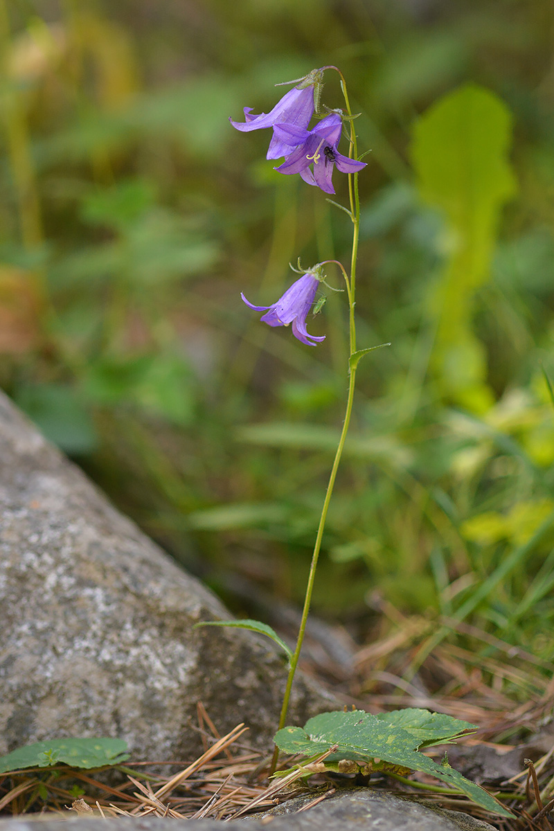 Изображение особи Campanula collina.