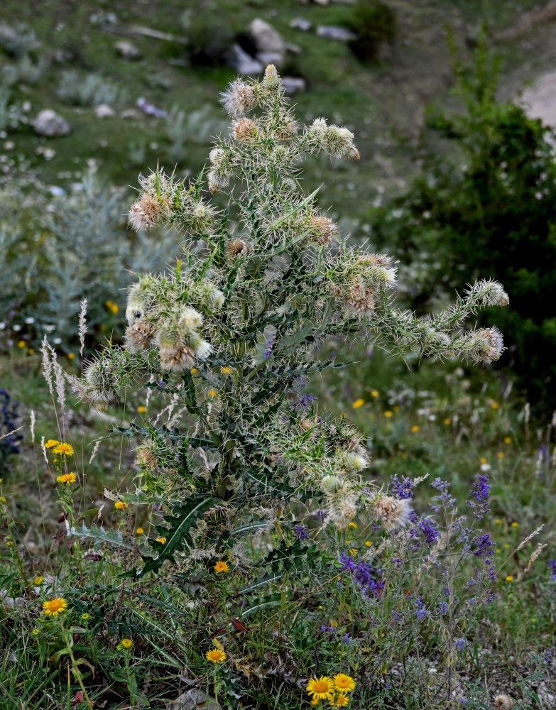 Изображение особи Cirsium echinus.