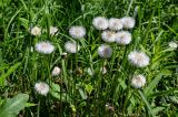 Tussilago farfara