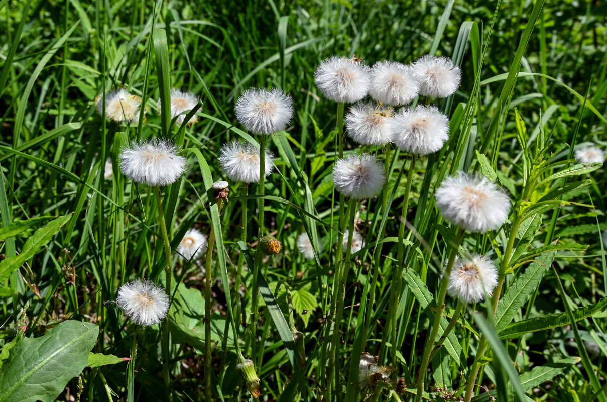 Изображение особи Tussilago farfara.