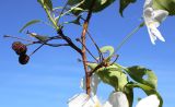 Malus baccata. Часть цветущей ветви с засохшими прошлогодними плодами. Новосибирская обл., Карасукский р-н, окр. с. Благодатное, лесопосадка. 29.05.2023.