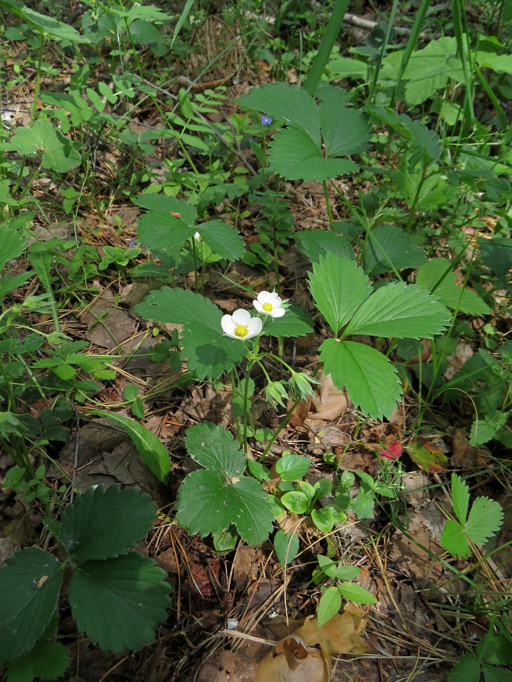 Image of Fragaria &times; ananassa specimen.