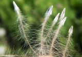 Pulsatilla dahurica