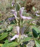 Phlomis nubilans