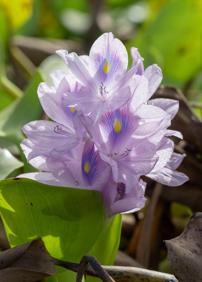 Изображение особи Eichhornia crassipes.