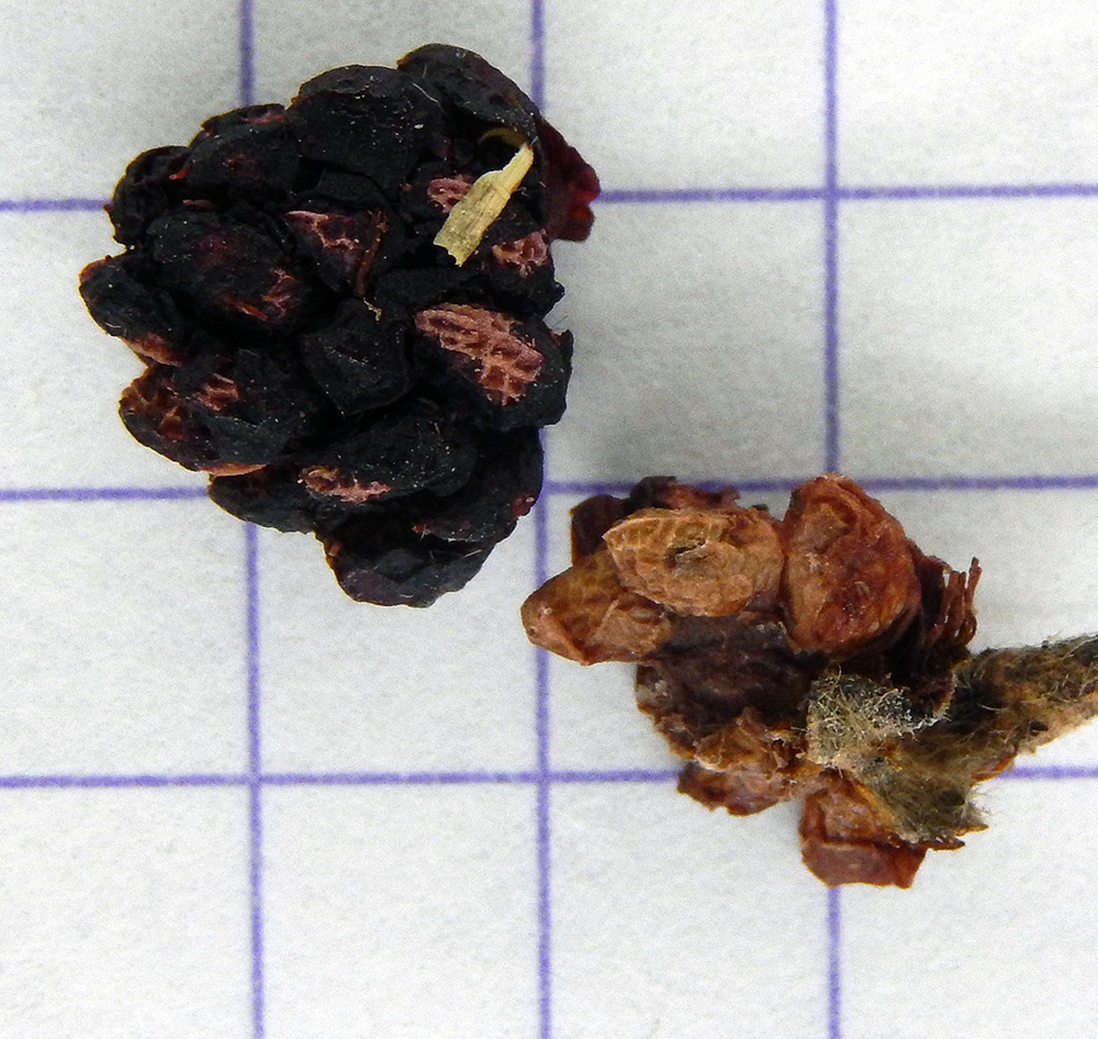 Изображение особи Rubus ibericus.
