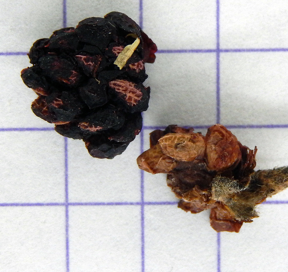 Image of Rubus ibericus specimen.
