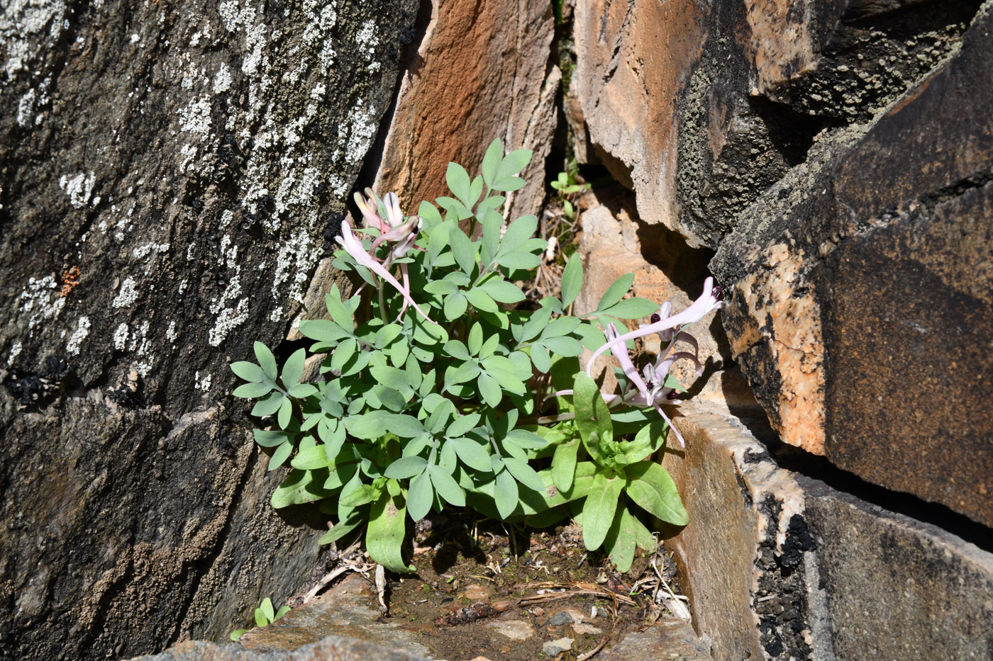 Изображение особи Corydalis schanginii.