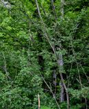 genus Crataegus. Часть ствола и ветви плодоносящего дерева. Грузия, Имеретия, окр. водопада Кинчха, широколиственный лес. 15.06.2023.