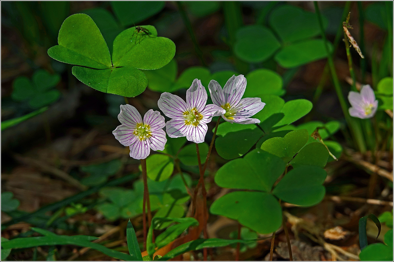 Image of Oxalis acetosella specimen.