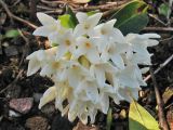 Daphne blagayana. Соцветие. Великобритания, Шотландия, Эдинбург, Royal Botanic Garden Edinburgh. 4 апреля 2008 г.