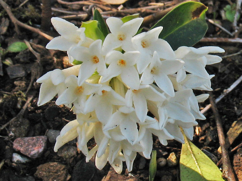 Image of Daphne blagayana specimen.