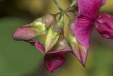 Lathyrus rotundifolius