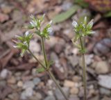 Cerastium glomeratum. Верхушка цветущего растения. Абхазия, Гудаутский р-н, окр. с. Лдза, дно высохшего ручья. 11.04.2024.