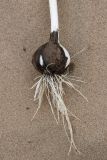Allium subscabrum