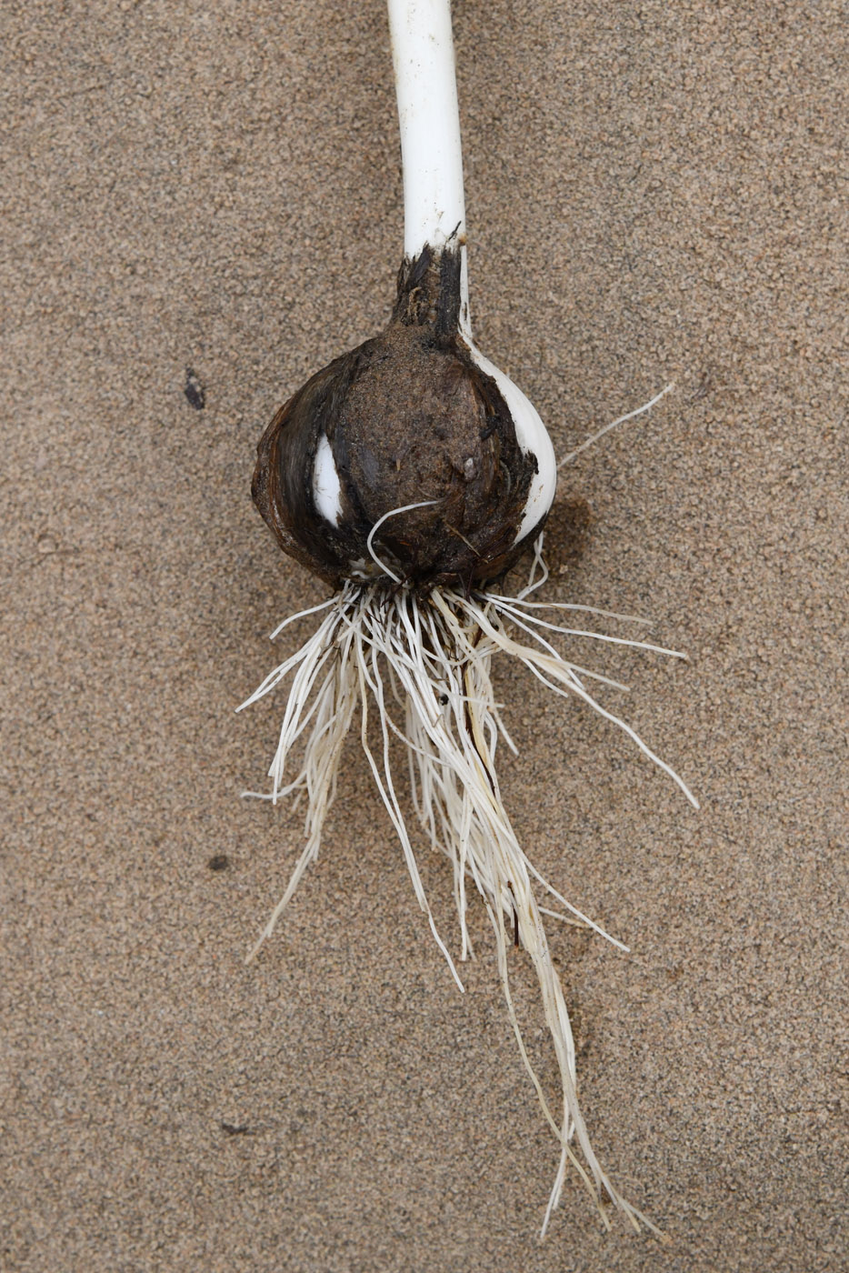 Image of Allium subscabrum specimen.