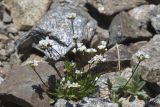 Draba siliquosa