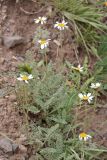 Richteria pyrethroides