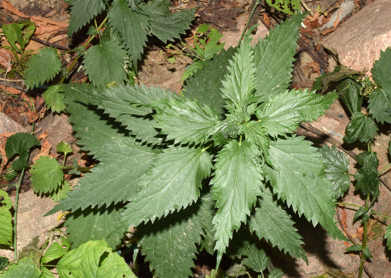 Image of Urtica dioica specimen.