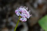 Valeriana capitata