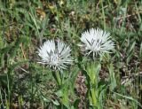 Centaurea cheiranthifolia