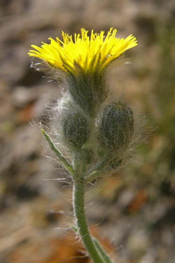 Image of Pilosella &times; bifurca specimen.