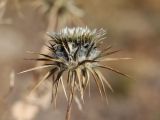 Cousinia fetissowii