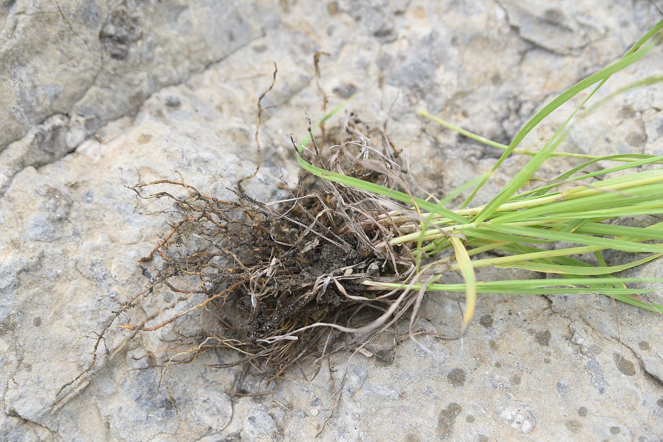 Изображение особи семейство Poaceae.