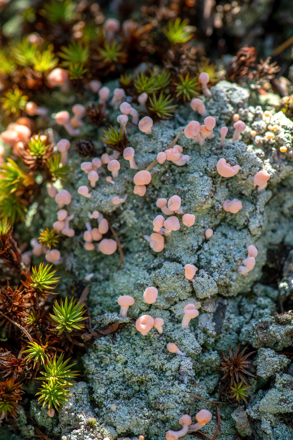Image of Dibaeis baeomyces specimen.