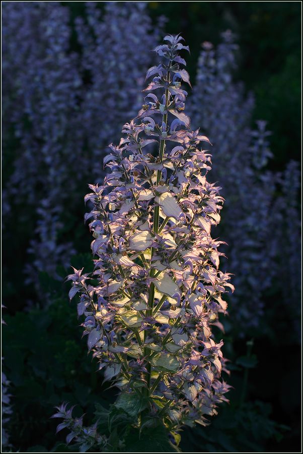 Image of Salvia sclarea specimen.