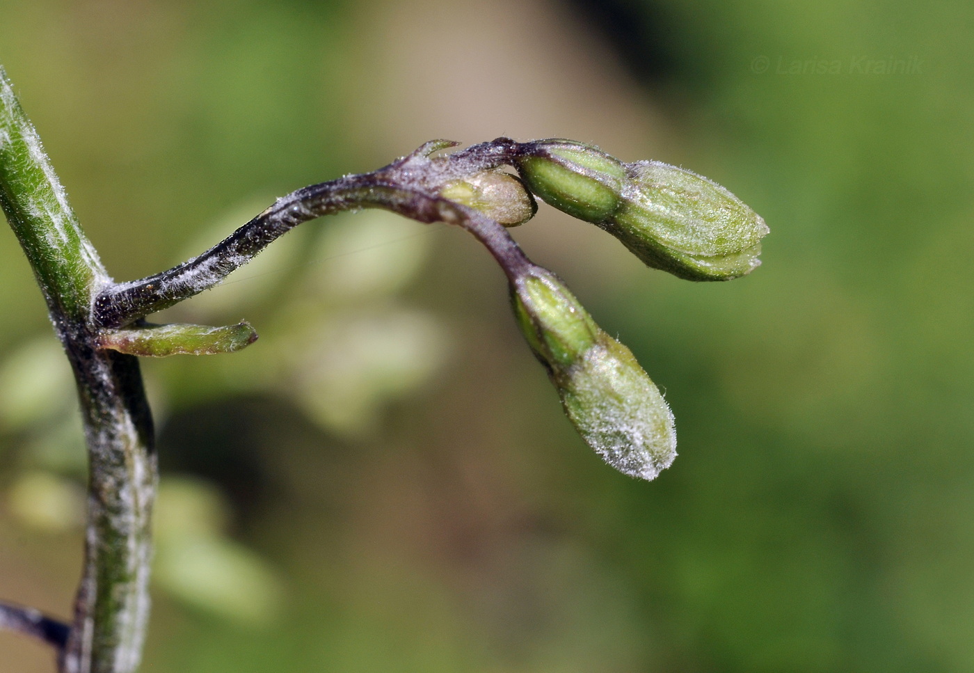 Image of Campanula punctata specimen.