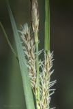 Carex cuspidata