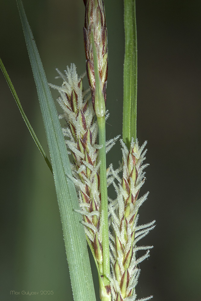 Изображение особи Carex cuspidata.